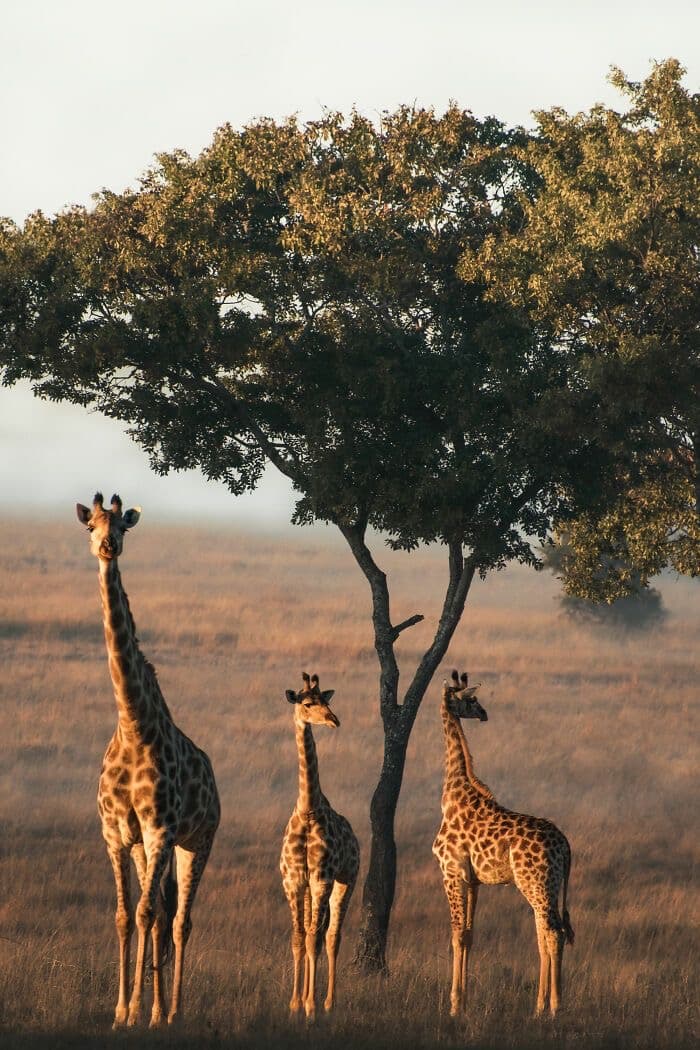 Giraffes under an acacia at golden hour