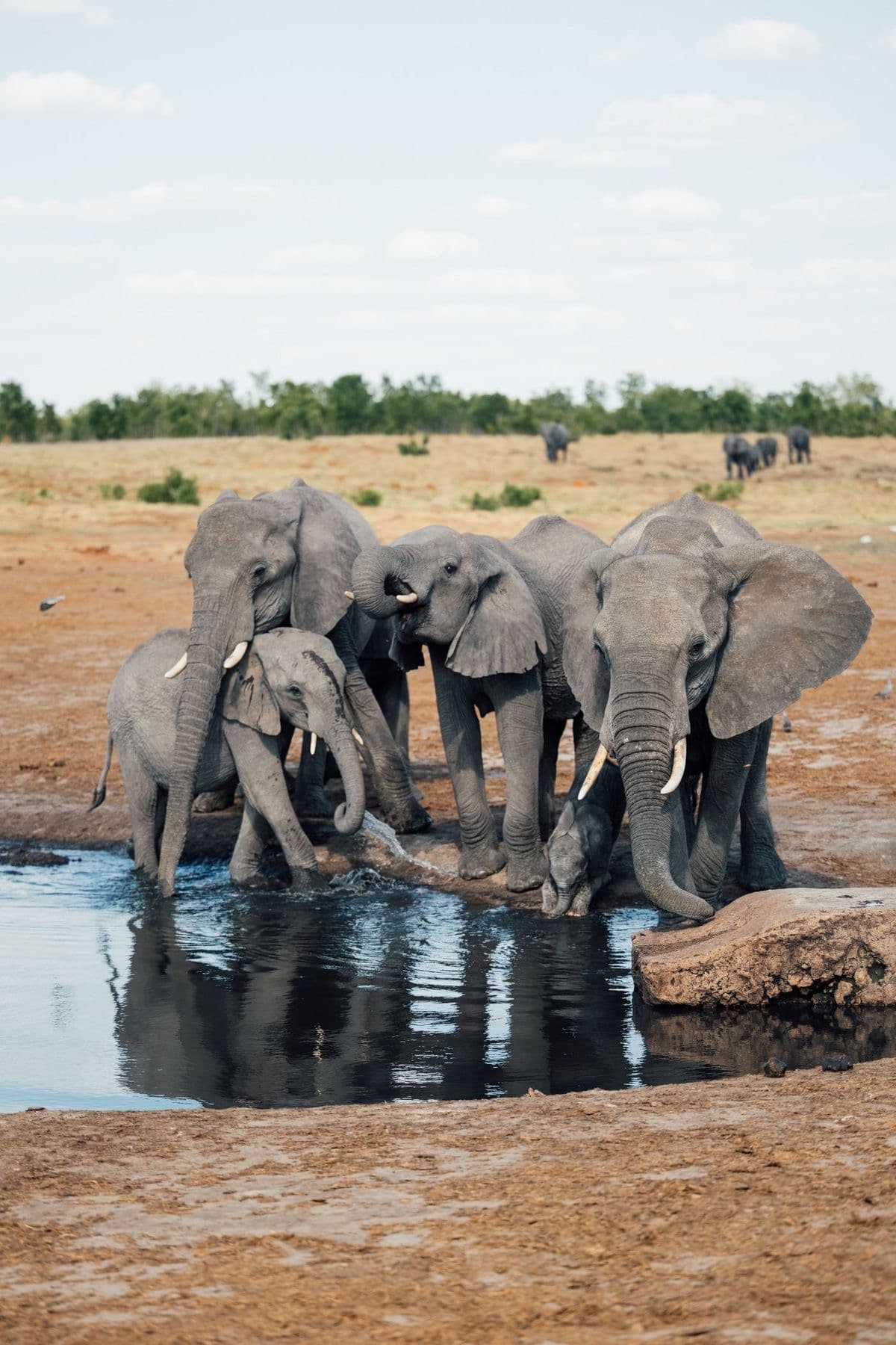 Elephants at a watering hole
