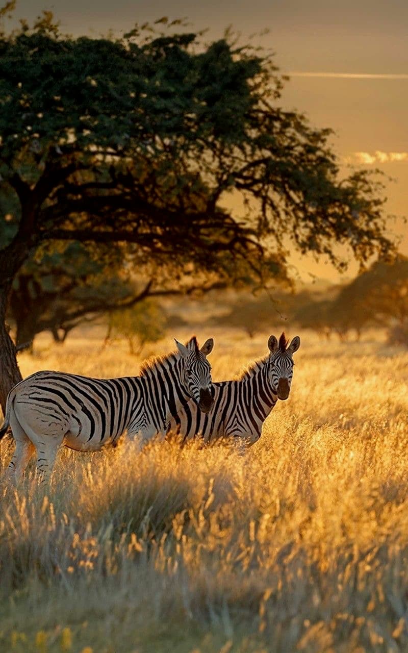 Two zebras at golden hour